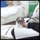 유앤미펫 강아지분양 고양이분양 용인점 이미지