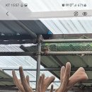 광양사슴농장 이미지