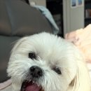 리얼펫스튜디오 네이버블로그