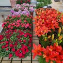 세종전의묘목협동조합 | 전의역근처 세종묘목플렛폼 방문 후기