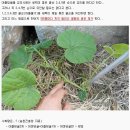 호박 순지르기 방법(필독!!!) 이미지