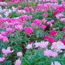 갈지마을회관 앞 | 경북 영천 가볼만한곳 작약꽃나들이 축제 데이트 일정 행사장 주차장