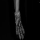 가경 나음 동물병원 이미지