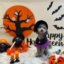 퍼피글랫 이미지