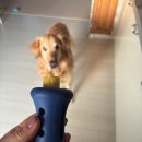 이든덴탈 | 2시간 혼자 논다던 강아지 장난감,노령견 이든이와 써본 슈퍼포우 덴탈껌 솔직 후기