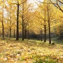 안계마을회관 이미지