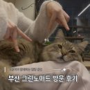 좌수영로 | 부산 수영구 그린노마드 방문 후기, 고양이 있는 감성 카페