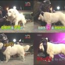 클라라애견 이미지