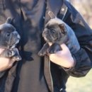 넥서스켄넬 이미지