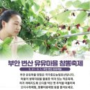 부안변산 유유마을 참뽕축제 이미지