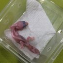 와우펫앤쥬(기장점) 이미지