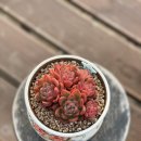 로맨스 다육 이미지