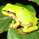 청개구리 이미지
