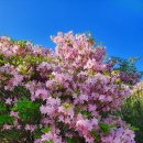 단양소백산가는길민박 | 소백산 철쭉 비로봉 등산코스 최단코스 단양 소백산 철쭉제 가는 타이밍!