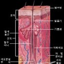 새로이피부 이미지