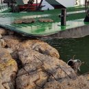 방아머리로 이미지