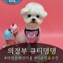댕댕스파 | 의정부 애견미용 큐티댕댕, 미니비숑 귀툭튀컷 변신 후기🐶