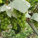 은형농장 이미지