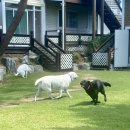 조이애견 이미지