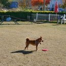 도그캠프 이미지