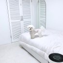 리즈애견미용 이미지