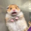 포시즌스풀