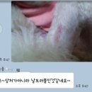 개깎는중 네이버블로그