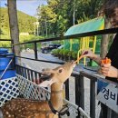 통영글램핑장 가족과 가기좋은 캠핑장 통영편백숲길캠핑장