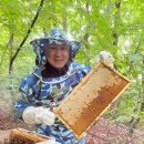 꿀사랑 양봉 이미지