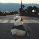 판다곰 이미지