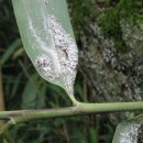 나비랑 바둑이 이미지