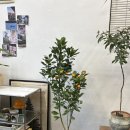 수원 개업화분 후기｜광교 학원 개원 축하 유주나무 배송