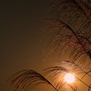 수원-0393 Daum카페