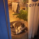 거룡6길 1, (용산동) | ☕충주 용산동 로컬 감성카페 커피안(Coffee An) 솔직 후기