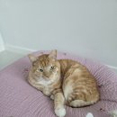 냥냥이 캔따개 네이버블로그