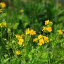 애기똥풀 이미지