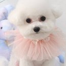 섬댕 강아지 미용실 네이버블로그