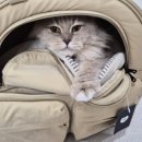 프랜드 펫 | 고양이 이동가방 중형견도 편한 펫츠랜드 몽드백팩 수납도 완벽