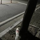 순심이안경 이미지