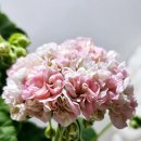 미미코코 이미지