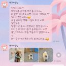 댕댕미용실 / 도그마캣 이미지