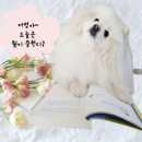 행복더하개 네이버블로그