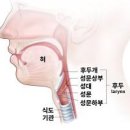 목에 가시 걸렸을때 병원 생선가시 제거 방법 이미지