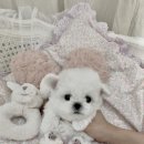 쁘띠숑 네이버블로그