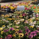 자양꽃직매장 이미지