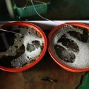 미남장어 이미지