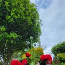 에그리나 이미지