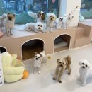 머뭄 애견유치원 이미지