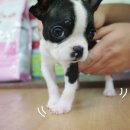 저렴하개