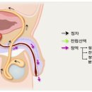 전립선(前立腺)이야기 이미지